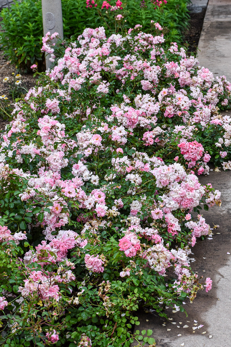 Rose, Drift Blushing