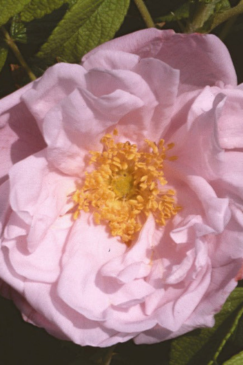 Rose, Dwarf Pavement