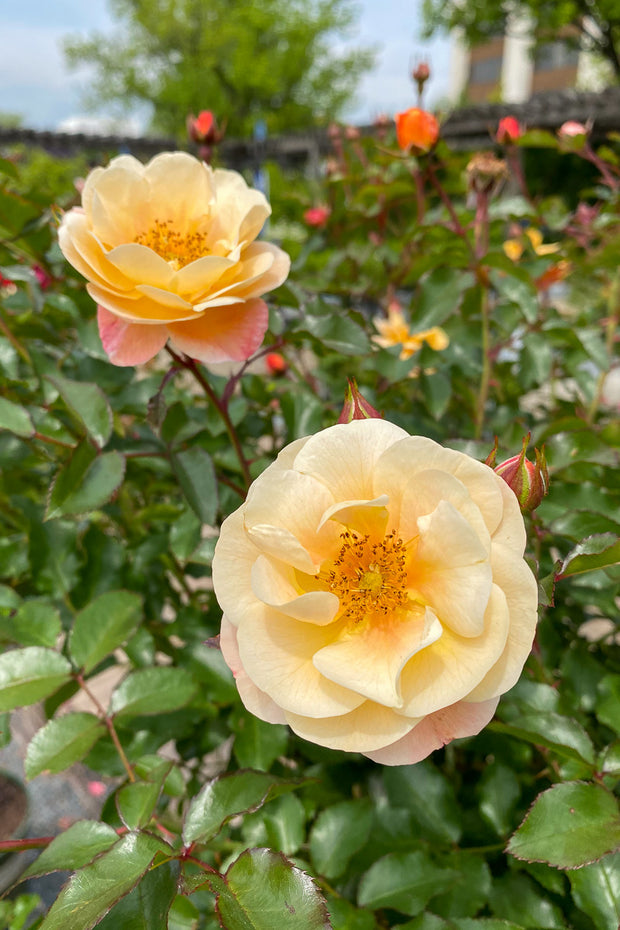 Rose, Floral Carpet Amber 5Gt