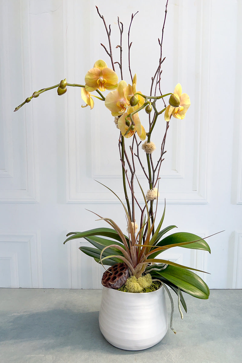 Chalet Signature Butter Orchid Teagan