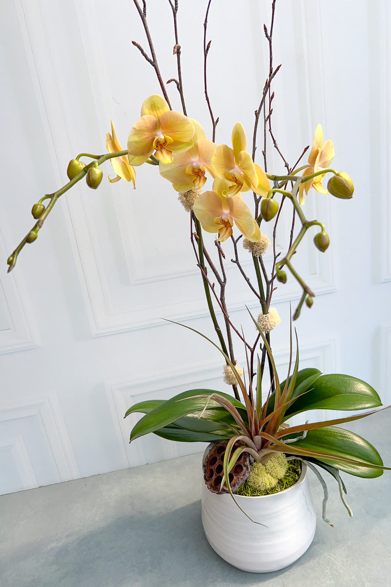 Chalet Signature Butter Orchid Teagan
