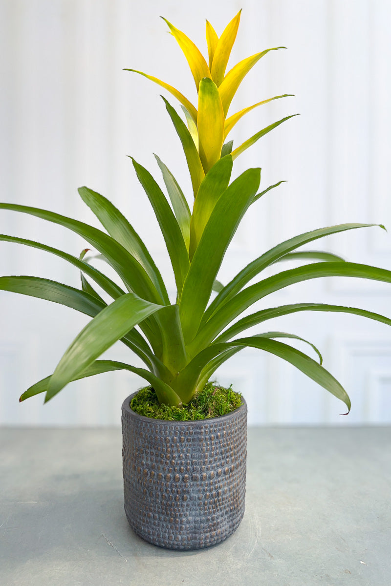 Chalet Signature Bromeliad Chliliad