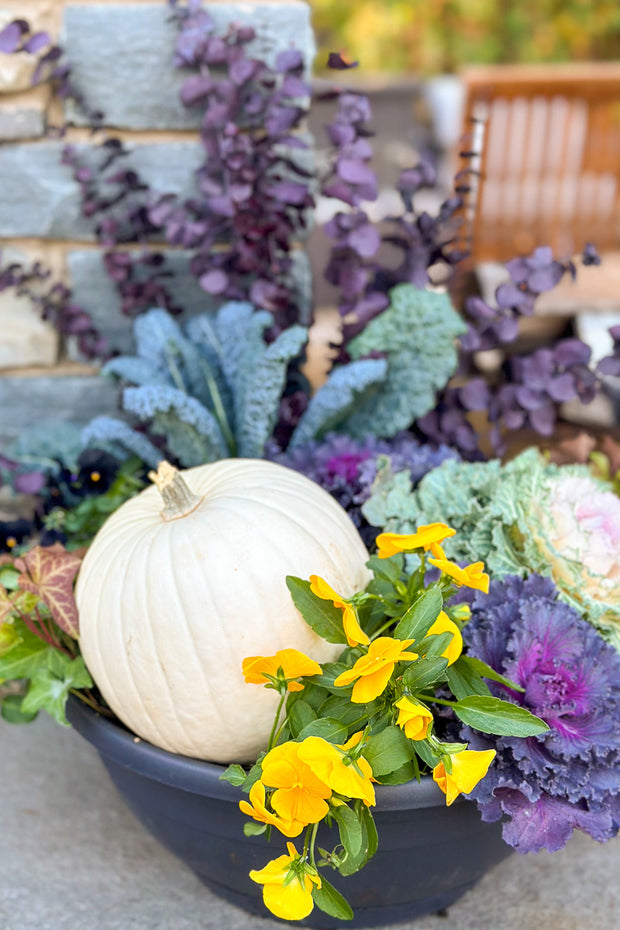 Chalet Signature Fall Pansy Pumpkin Bowl 14"