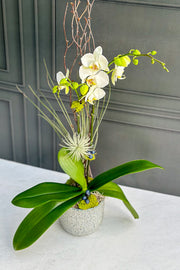 Chalet Signature Blue White Orchid Mellie 5