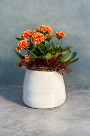 Chalet Signature Orange Kalanchoe with Fern Tegan 5"