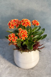 Chalet Signature Orange Kalanchoe with Fern Tegan 5"