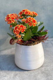 Chalet Signature Orange Kalanchoe with Fern Tegan 5"