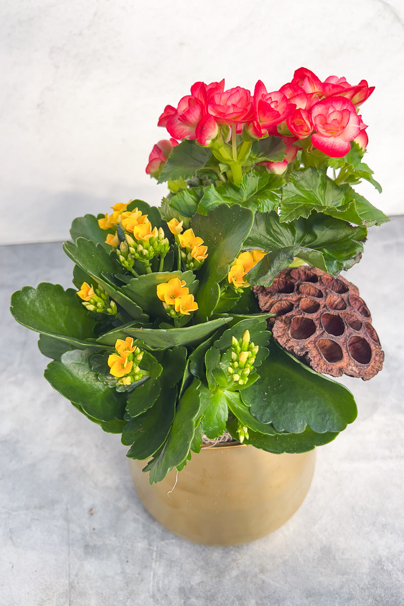 Chalet Signature Fall Flowering Tegan Gold 6"
