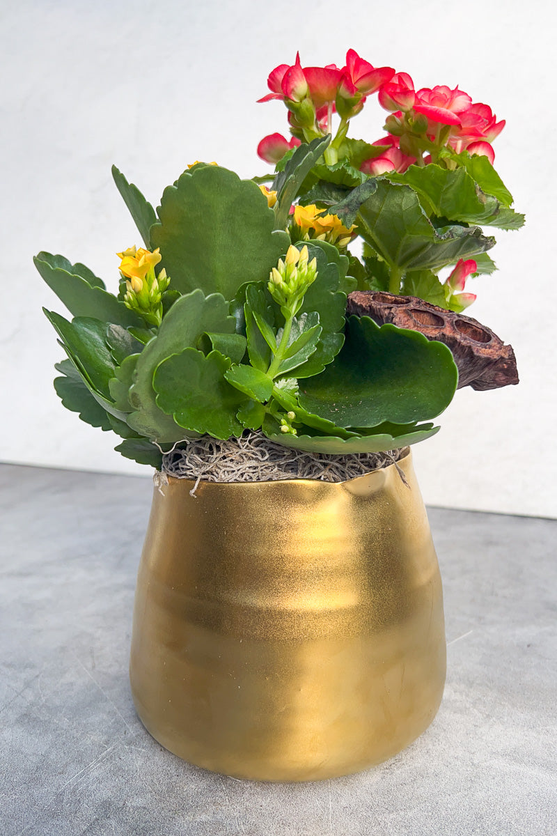 Chalet Signature Fall Flowering Tegan Gold 6"