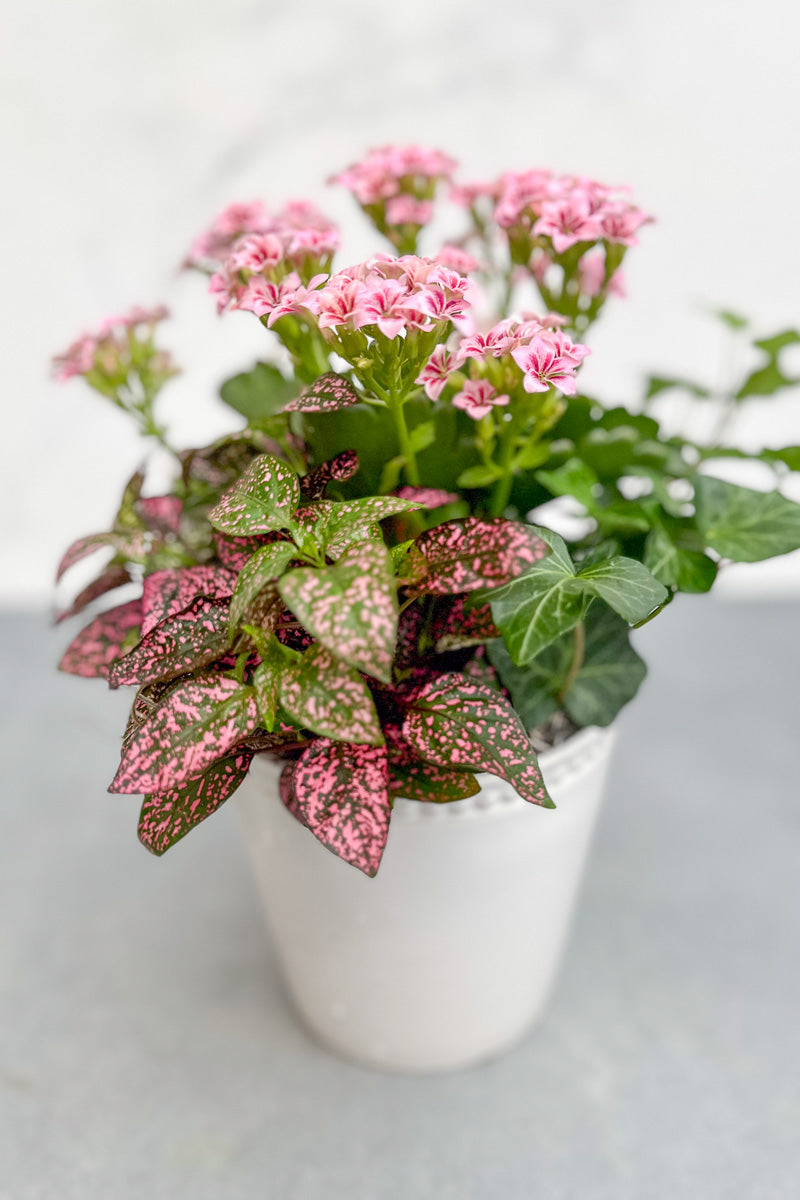 Chalet Signature Sweet Kalanchoe Stoneware 4"