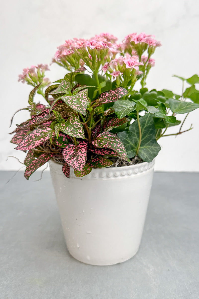 Chalet Signature Sweet Kalanchoe Stoneware 4"