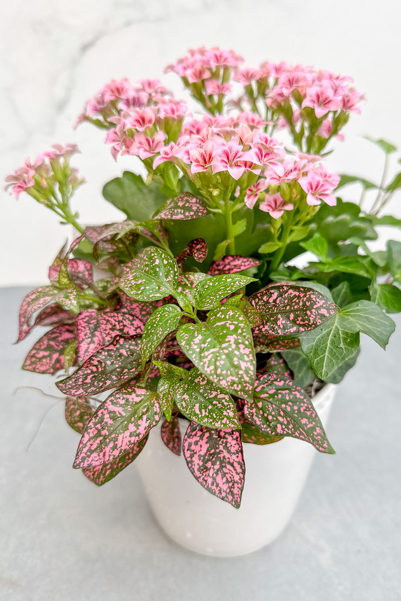 Chalet Signature Sweet Kalanchoe Stoneware 4"