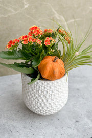 Chalet Signature Fall Kelanchoe 5" Ginny