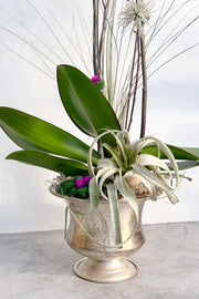 Chalet Signature Fall Silver Orchid Sydney 8"