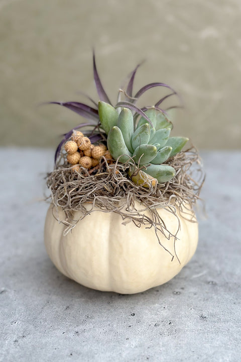 Chalet Signature Succulent mini white pumpkin