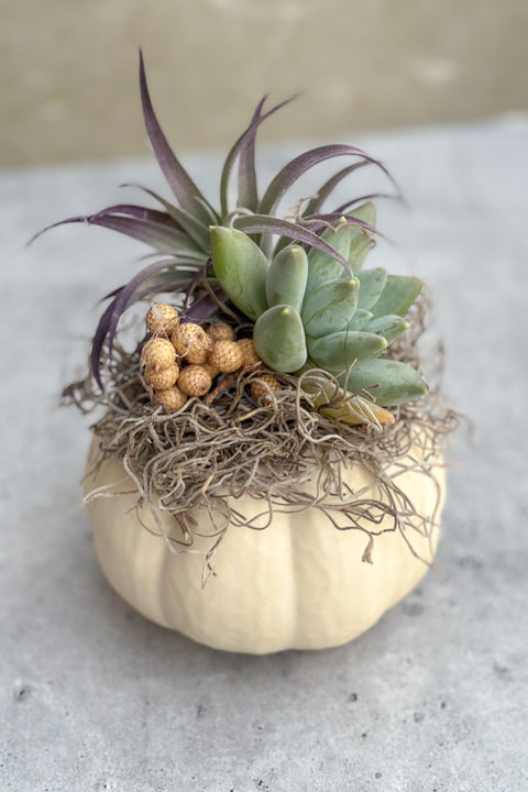 Chalet Signature Succulent mini white pumpkin