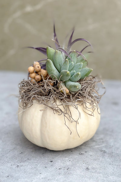 Chalet Signature Succulent mini white pumpkin