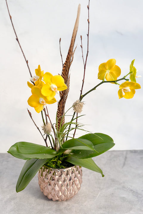 Chalet Signature Yellow Orchid Mavis 4"