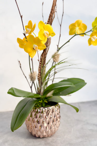 Chalet Signature Yellow Orchid Mavis 4"