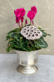 Chalet Signature Purple Cyclamen Urn 6"