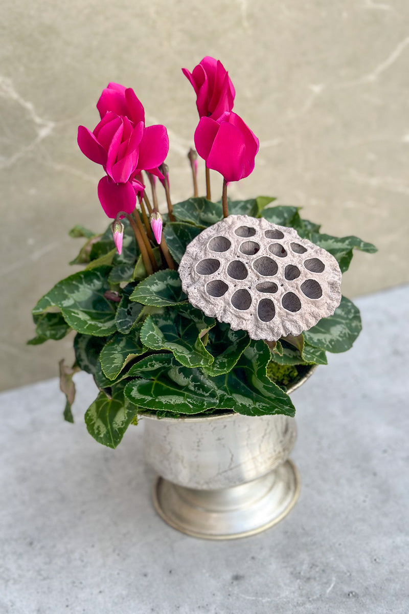 Chalet Signature Purple Cyclamen Urn 6"