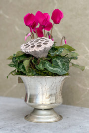 Chalet Signature Purple Cyclamen Urn 6"