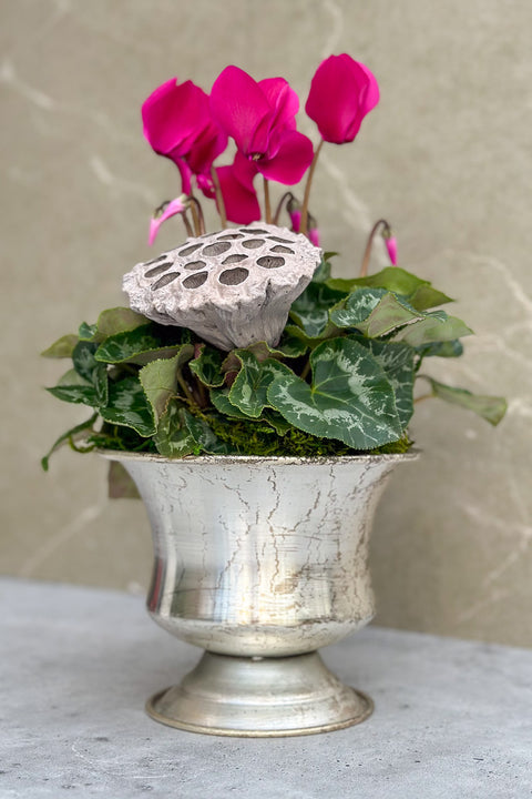 Chalet Signature Purple Cyclamen Urn 6"