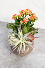 Chalet Signature Robbie Kalanchoe Astrid 6"