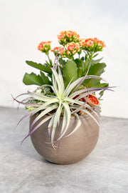 Chalet Signature Robbie Kalanchoe Astrid 6"