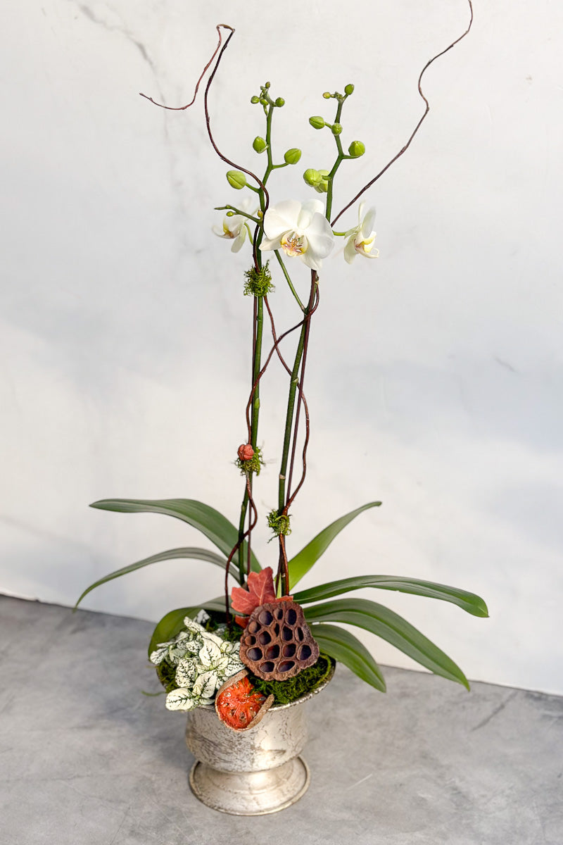 Chalet Signature Fall White Orchid Sydney 6"