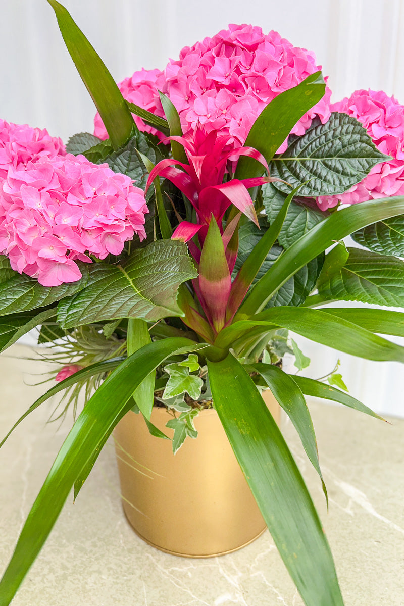 Chalet Signature Pink Hydrangeas