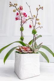 Chalet Signature Color Orchid Linen