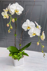 Chalet Signature White Orchid Linen