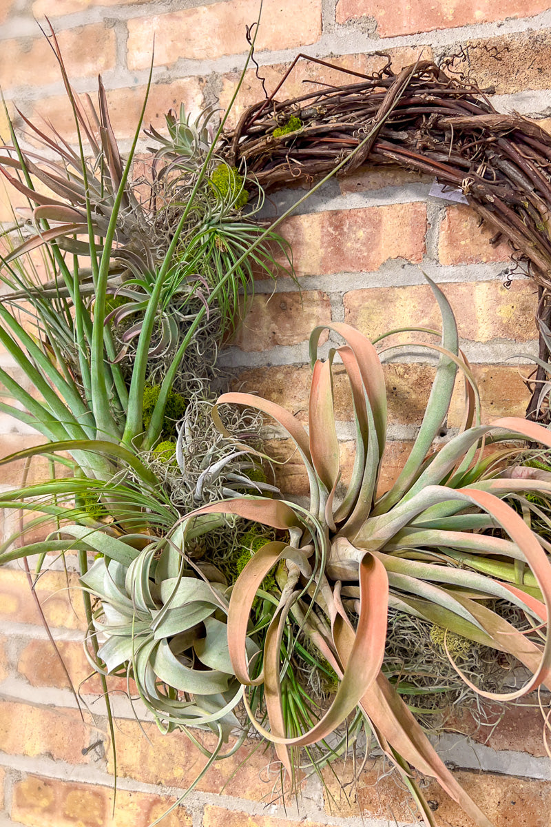 Chalet Signature Airplant Wreath 18"