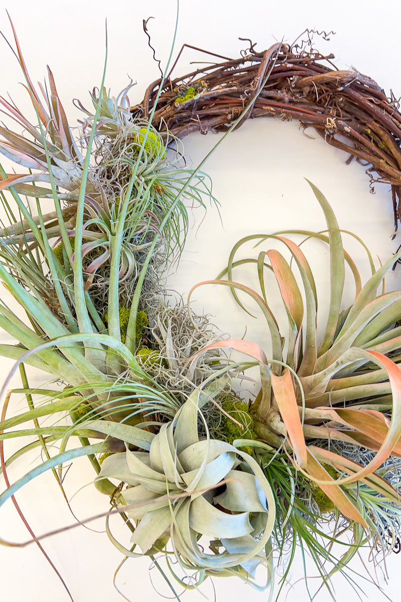 Chalet Signature Airplant Wreath 18"