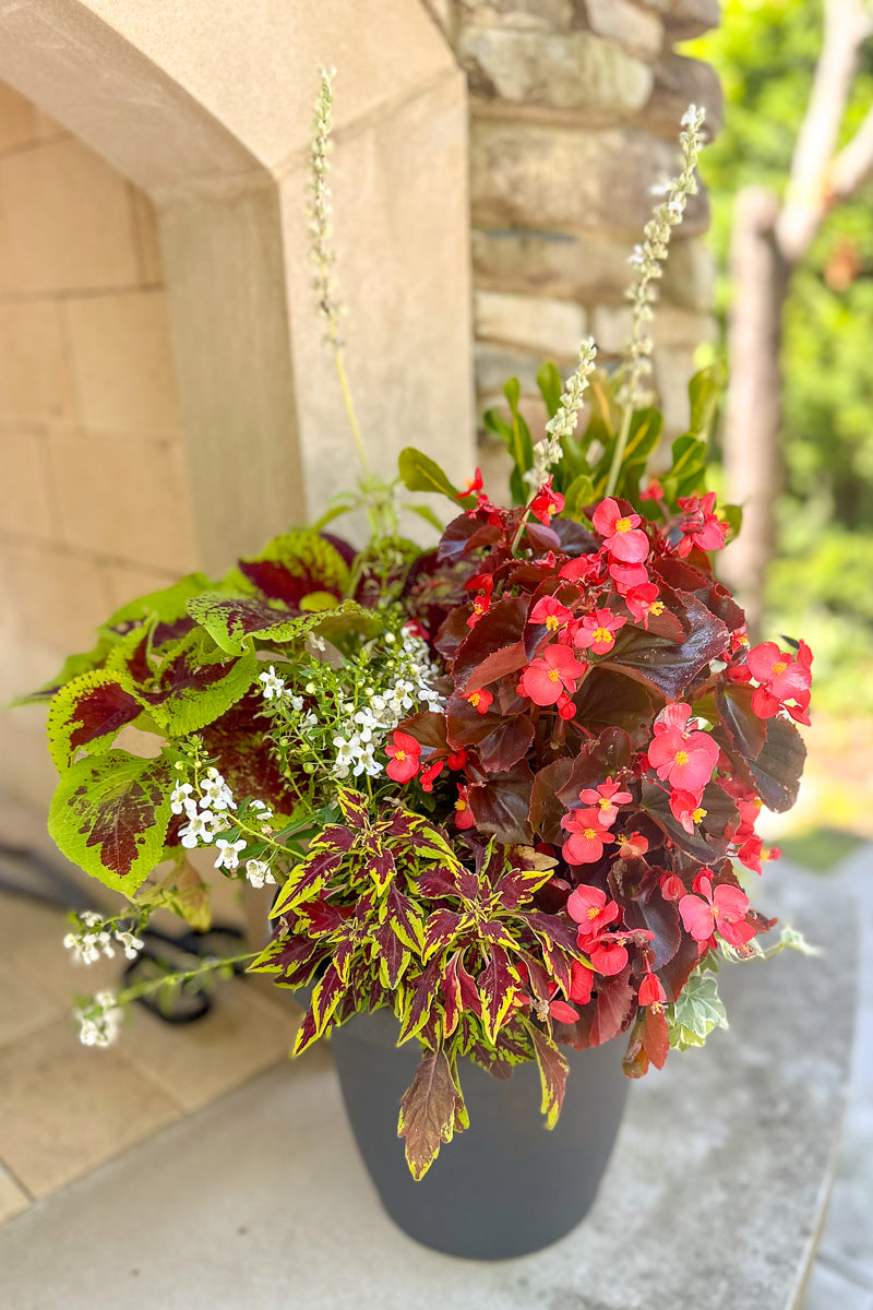 Chalet Signature Summer Sun Croton Emma 10"