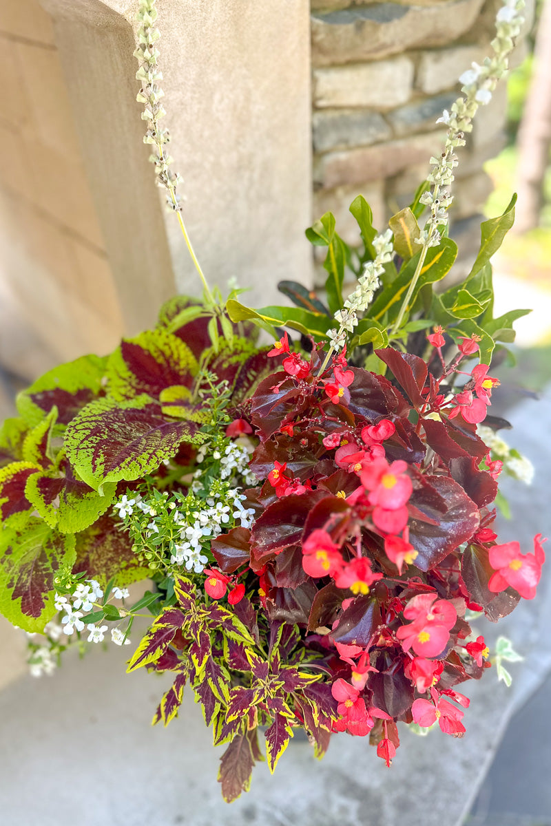 Chalet Signature Summer Sun Croton Emma 10"