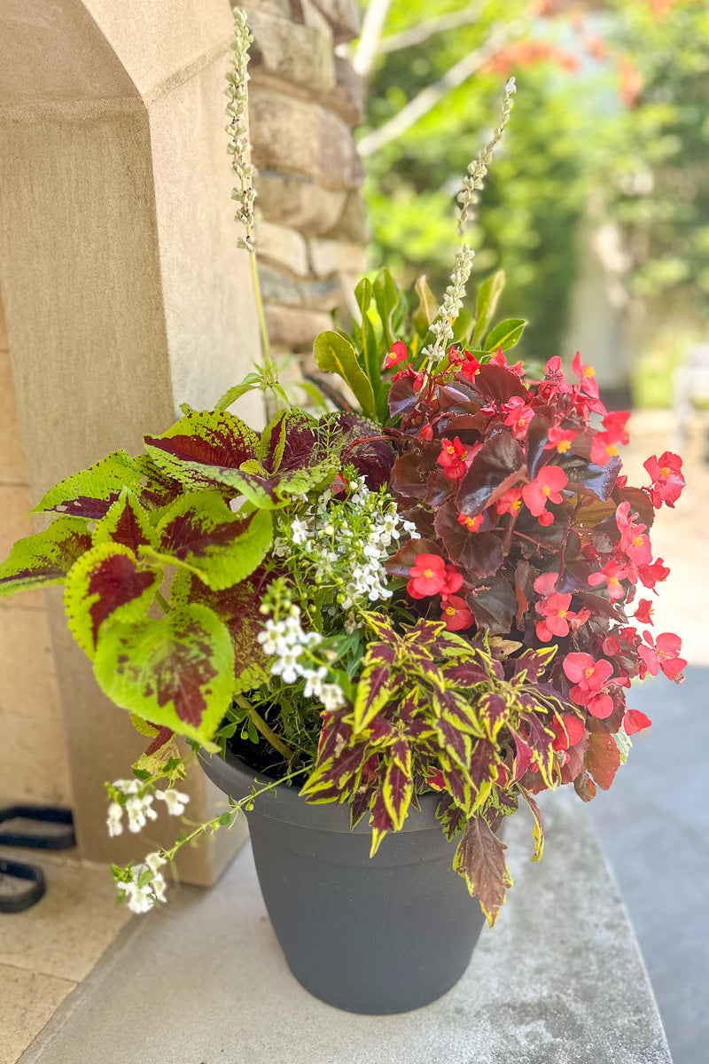 Chalet Signature Summer Sun Croton Emma 10"