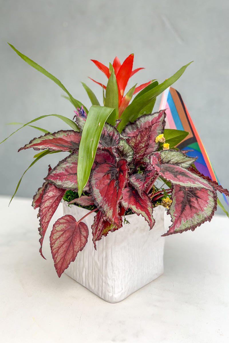 Chalet Signature Bromeliad Beauty Linen 6"