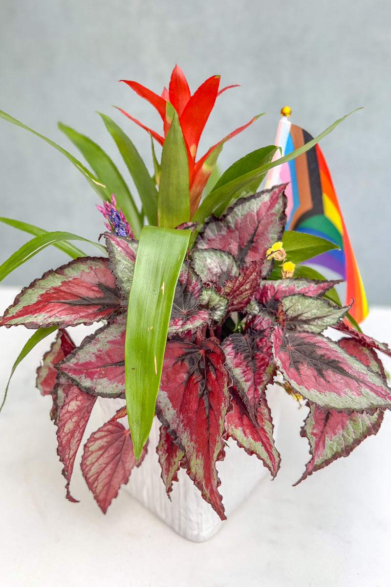 Chalet Signature Bromeliad Beauty Linen 6"