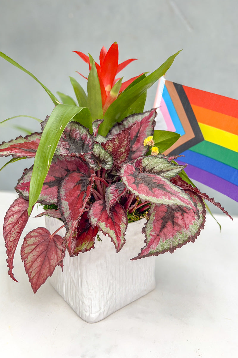 Chalet Signature Bromeliad Beauty Linen 6"