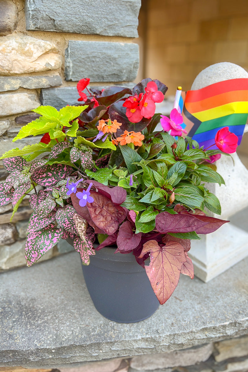 Chalet Signature Summer Shade Pride Emma 10"
