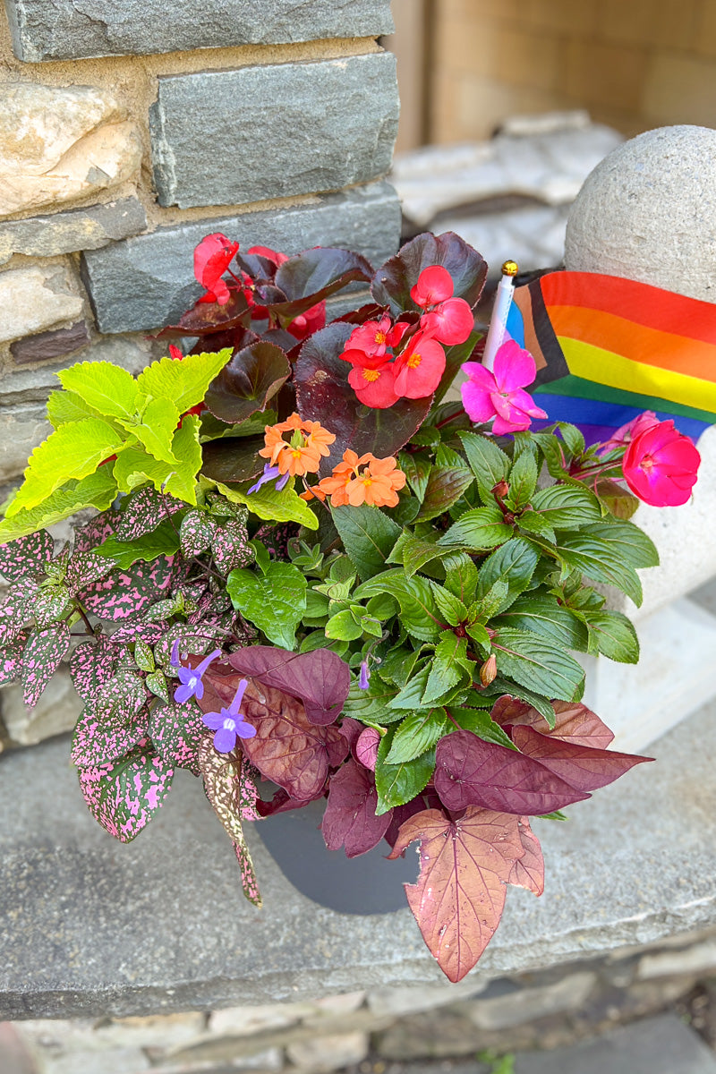 Chalet Signature Summer Shade Pride Emma 10"
