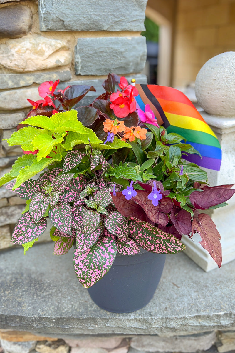 Chalet Signature Summer Shade Pride Emma 10"