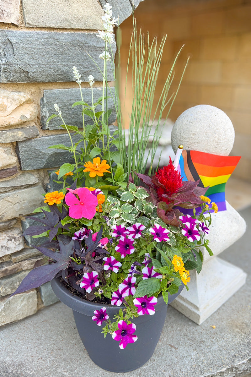 Chalet Signature Summer Sun Pride Emma 10"