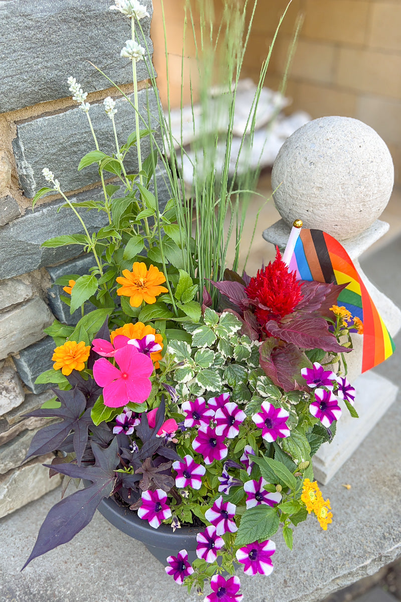 Chalet Signature Summer Sun Pride Emma 10"
