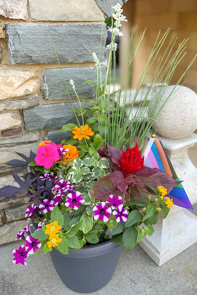 Chalet Signature Summer Sun Pride Emma 10"