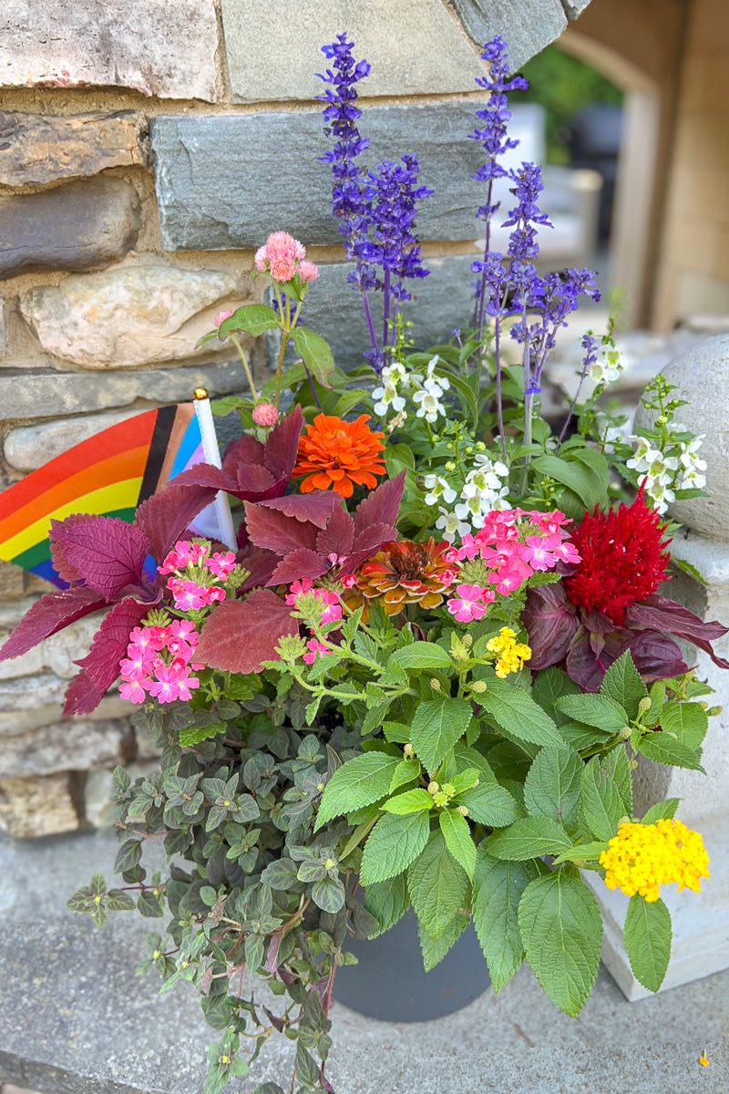 Chalet Signature Blazing Sun Beauty Emma 12"