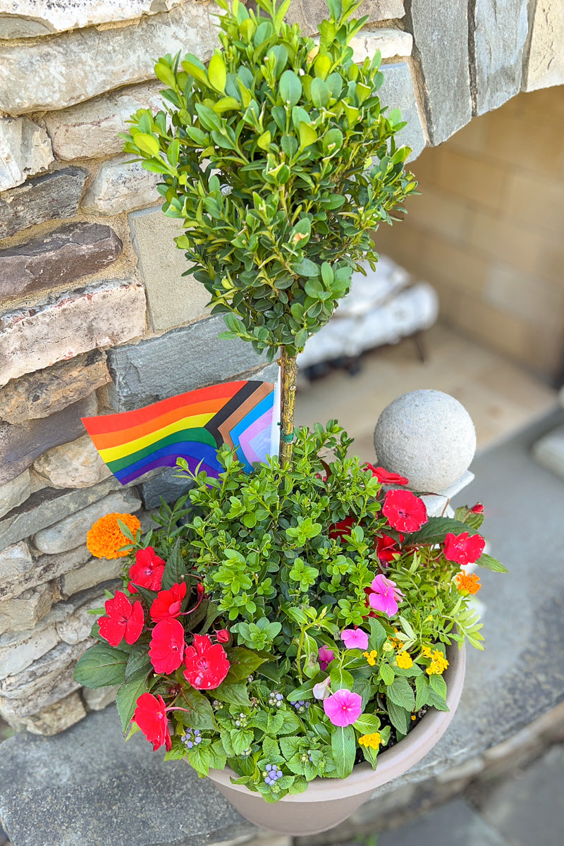 Chalet Signature Topiary Pride 16"