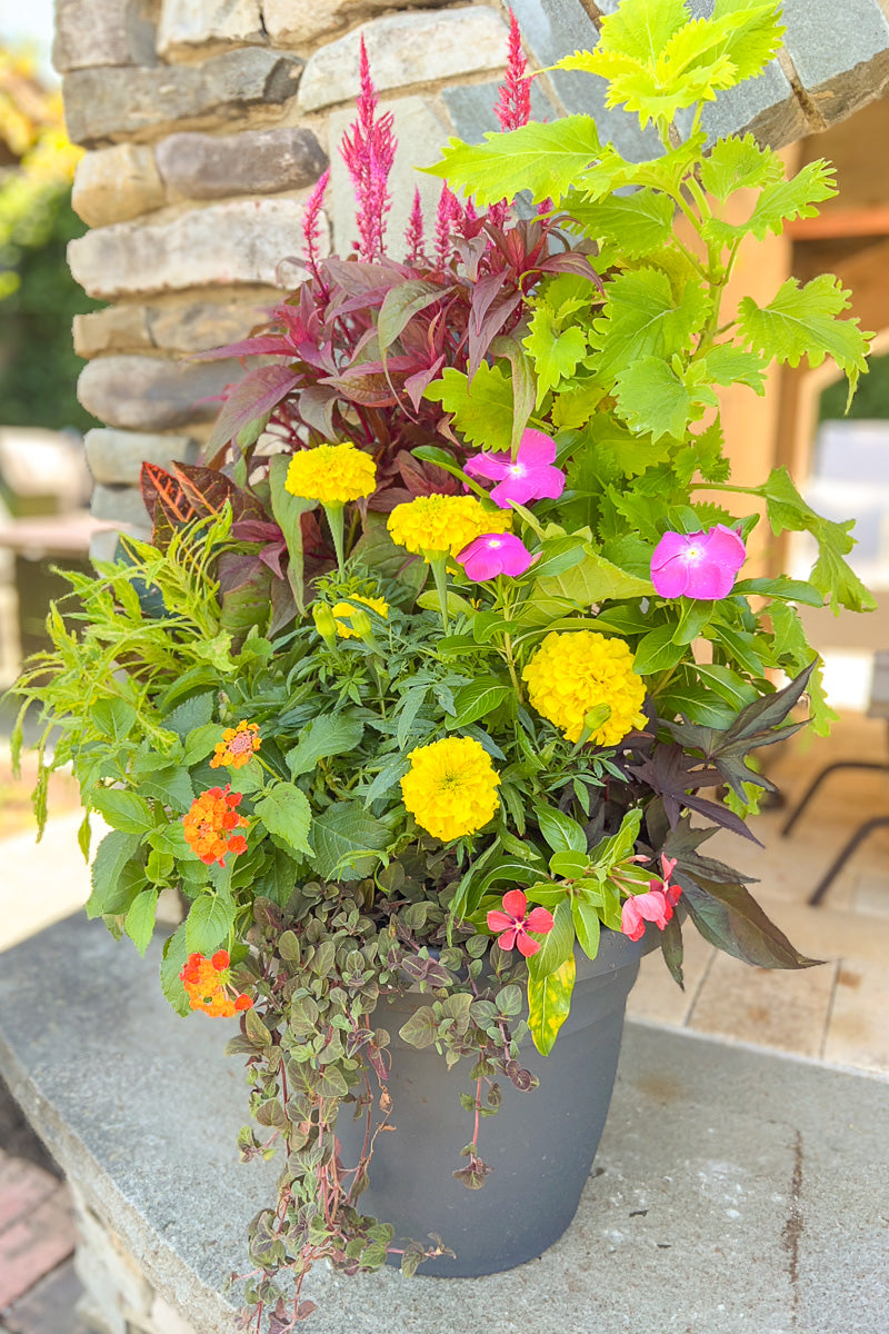Chalet Signature Sunny Color 12" Emma